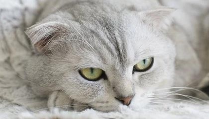 高唐伴游,定制QQ:3494206190微信:act1322